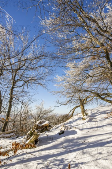 European beech (Fagus sylvatica) trees in a forest with hoarfrost on the branches in winter, Vápec, Horná Poruba, Slovakia
