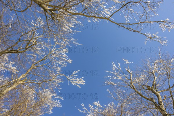 European beech (Fagus sylvatica) trees in a forest with hoarfrost on the branches in winter, Vápec, Horná Poruba, Slovakia