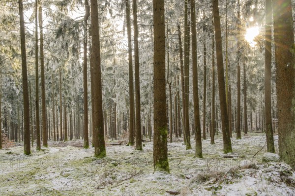 Mixed forest with norway spruce (Picea abies) and European beech (Fagus sylvatica) white from roarfrost, on a sunny day in winter, Bavaria, Germany