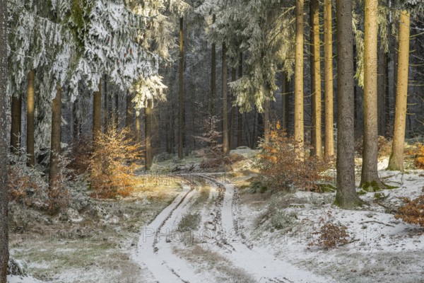 Forest road going through a mixed forest white from roarfrost on a sunny day in winter, Bavaria, Germany
