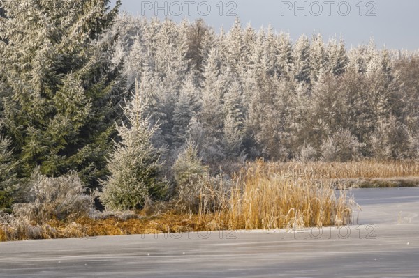 A frozen pont in a valley surrounded by a mixed forest with norway spruce (Picea abies) and European beech (Fagus sylvatica) white from roarfrost, on a sunny day in winter, Bavaria, Germany