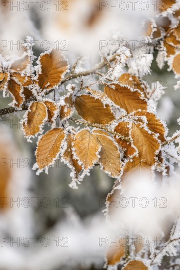 Ice crystals from roarfrost on a common beech (Fagus sylvatica) leaf at sunshine in winter, Bavaria, Germany