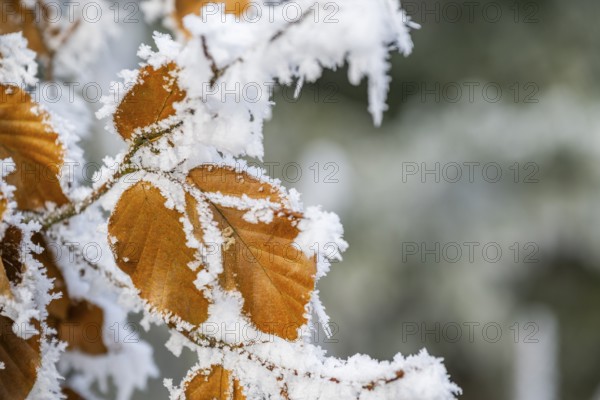 Ice crystals from roarfrost on a common beech (Fagus sylvatica) leaf at sunshine in winter, Bavaria, Germany