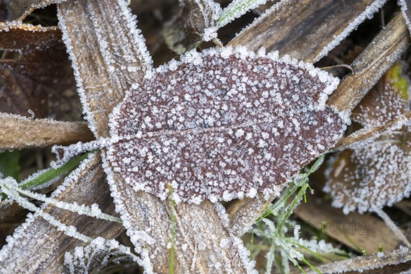 Ice crystals from roarfrost on a goat willow (Salix caprea) leaf lying on the ground in winter, Bavaria, Germany