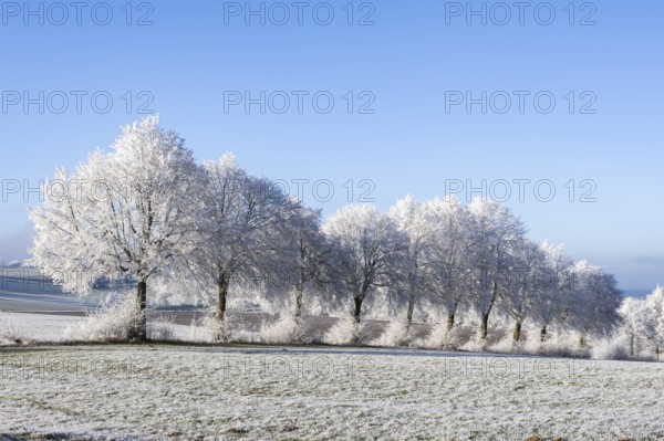Silver lime trees (Tilia tomentosa) with hoarfrost on the branches standing on a meadow on a sunny day with blue sky in the background in winter, Bavaria, Germany