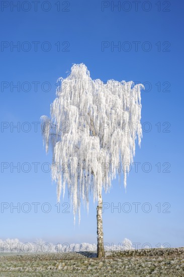 Silver birch (Betula pendula) standing on a meadow with hoarfrost on the branches in front of blue sky at sunshine in winter, Bavaria, Germany