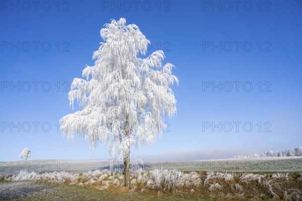 Silver birch (Betula pendula) standing on a meadow with hoarfrost on the branches in front of blue sky at sunshine in winter, Bavaria, Germany