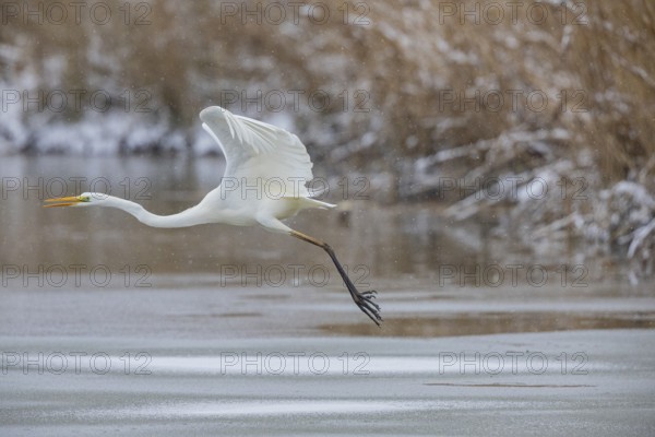 Great White Egret (Egretta alba) Germany