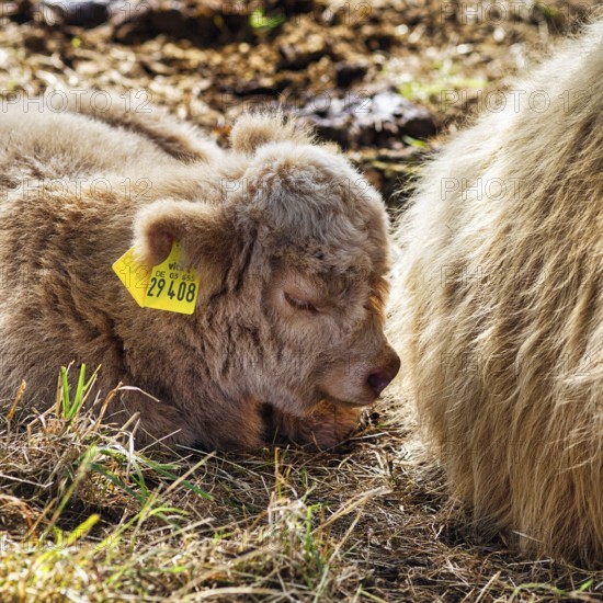 Hochlandrind, Kalb, Neugeborenes liegt bei seiner Mutter, Landschaftspflege, Weidehaltung, Holzminden, Weserbergland, Niedersachsen, Deutschland