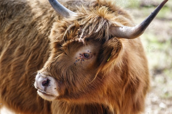 Hochlandrind auf der Weide, Fliegenplage, Plage, Belästigung, Landschaftspflege, Weidehaltung, Holzminden, Weserbergland, Niedersachsen, Deutschland