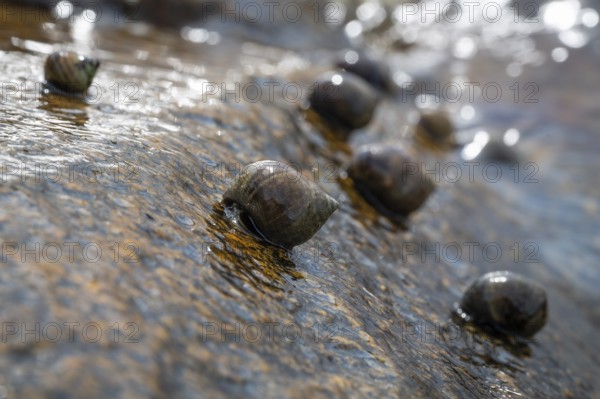 Sea snails on a rock being washed over by the surf, Resö Island, Bohuslän, Skagerrak, Sotenäs, Västra Götalands län, Sweden