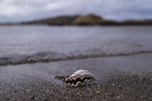Shell on the beach, Resö Island, Bohuslän, Skagerrak, Sotenäs, Västra Götalands län, Sweden