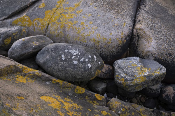 Bohus granite with yellow lichen, Resö Island, Bohuslän, Skagerrak, Sotenäs, Västra Götalands län, Sweden