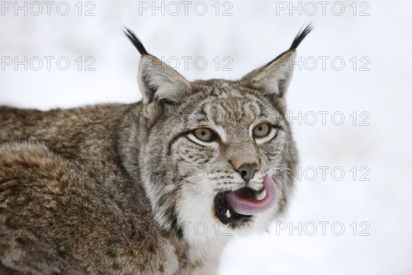 Eurasian lynx (Lynx lynx) in winter, portrait, captive, Germany