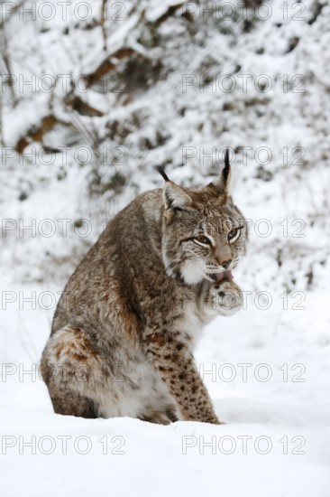 Eurasian lynx (Lynx lynx) licking its paw, winter, captive, Germany