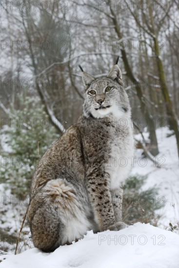 Eurasian lynx (Lynx lynx) sitting on a snowy hill, winter, captive, Germany