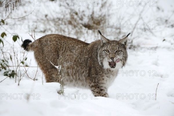 Eurasian lynx (Lynx lynx) in winter, captive, Germany