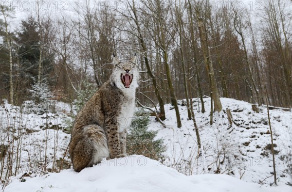 Eurasian lynx (Lynx lynx) sitting on a snowy hill and yawning, winter, captive, Germany