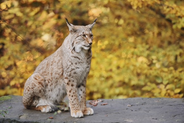 Eurasian lynx (Lynx lynx) sitting on a stone in autumn, captive, Germany
