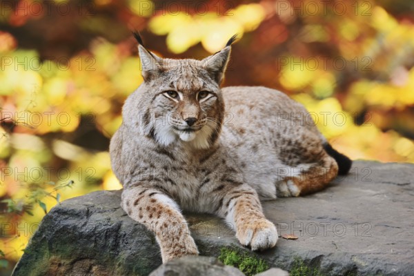 Eurasian lynx (Lynx lynx) lying on a stone in autumn, captive, Germany