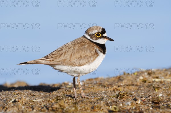 Little Ringed Plover (Charadrius dubius), North Rhine-Westphalia, Germany