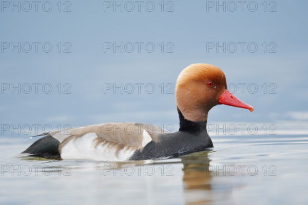 Red-crested pochard (Netta rufina), swimming drake, Lake Constance, Baden-Württemberg, Germany