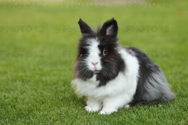 Lionhead rabbit (Oryctolagus cuniculus forma domestica) in a meadow, North Rhine-Westphalia, Germany