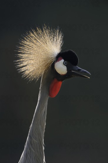 South African Crowned Crane or Grey-necked Crowned Crane (Balearica regulorum), portrait in backlight, captive, occurrence in Africa