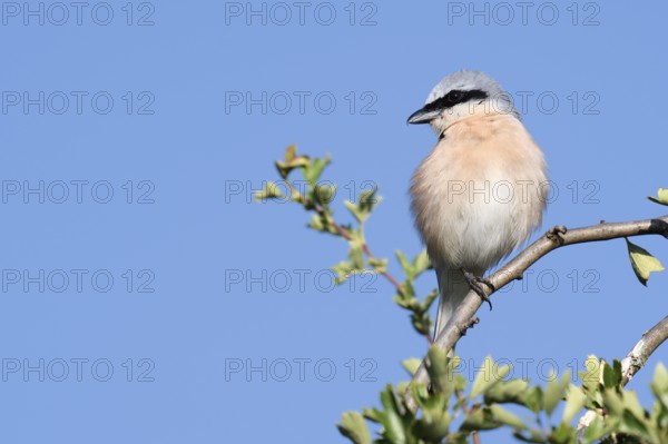 Red-backed shrike (Lanius collurio), male, North Rhine-Westphalia, Germany