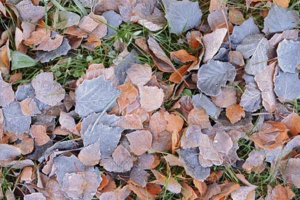 Foliage in autumn with hoarfrost, North Rhine-Westphalia, Germany