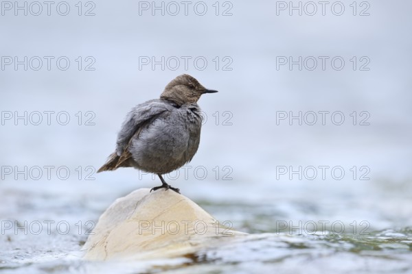 Grey White-throated Dipper (Cinclus mexicanus) standing on a rock in the water, Waterton Lakes National Park, Alberta, Canada