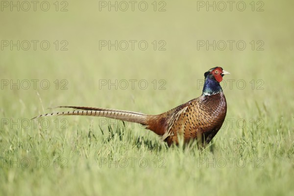 Hunting pheasant (Phasianus colchicus), cock standing in a meadow, North Rhine-Westphalia, Germany