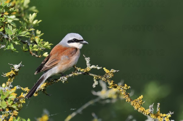 Red-backed shrike (Lanius collurio), male, North Rhine-Westphalia, Germany