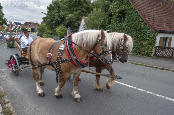 Two Haflinger horses pull the church tree to the fairground, Eckenhaid, Middle Franconia, Bavaria, Germany