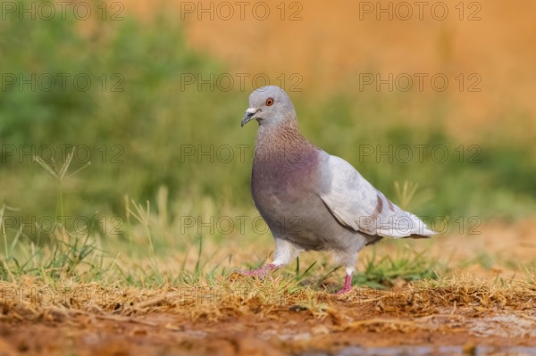 Rock dove (Columba livia) on a farmers field, Belchite, Aragon, Saragossa, Spain