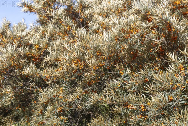 Orange fruit berries of common sea buckthorn plant, Hippophae, Bawdsey, Suffolk, England, UK