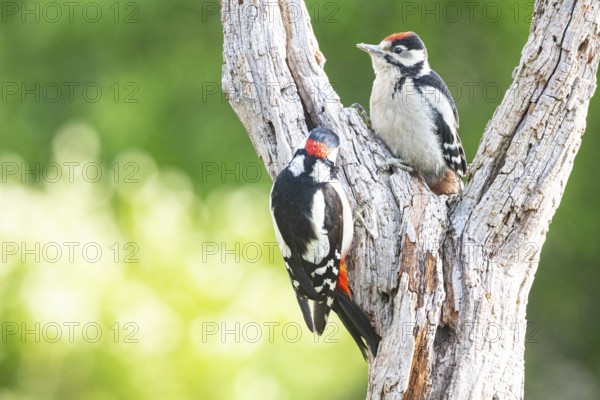 Great spotted woodpecker (Dendrocopus major) ml Old bird feeding young bird Germany