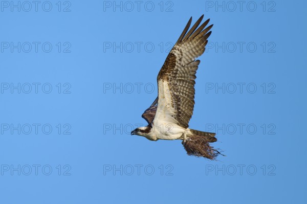 Osprey flying with outstretched wings under a clear sky, Osprey (Pandion haliaetus), Flamingo, Everglades National Park, Florida, USA