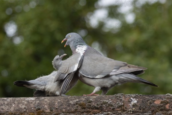 Wood pigeon (Columba palumbus) juvenile baby squab bird asking for food from an adult parent bird on an urban house roof, England, United Kingdom
