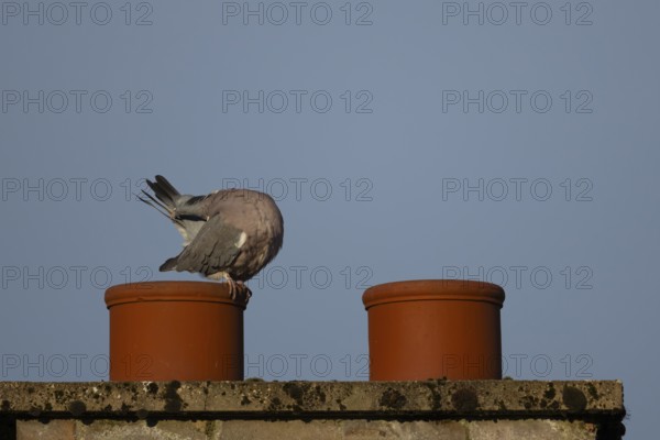 Wood pigeon (Columba palumbus) adult bird preening its tail feathers on an urban chimney pot, England, United Kingdom