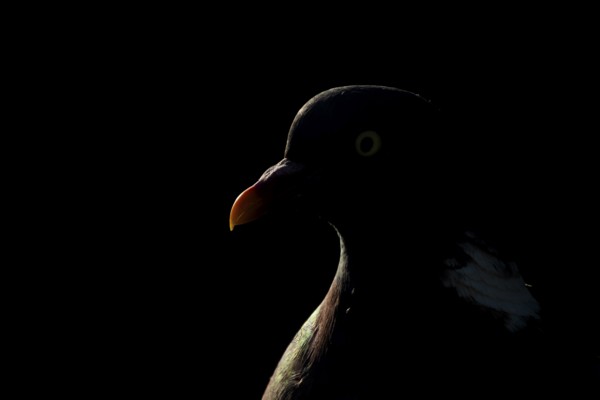Wood pigeon (Columba palumbus) adult bird backlit head portrait, England, United Kingdom