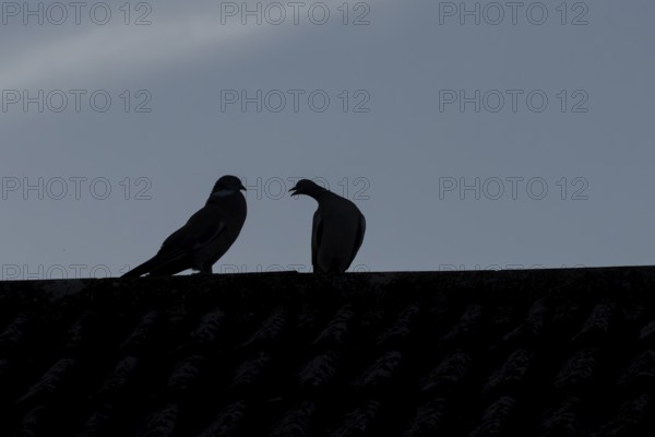 Wood pigeon (Columba palumbus) two adult birds performing their love courtship display on an urban house roof, England, United Kingdom