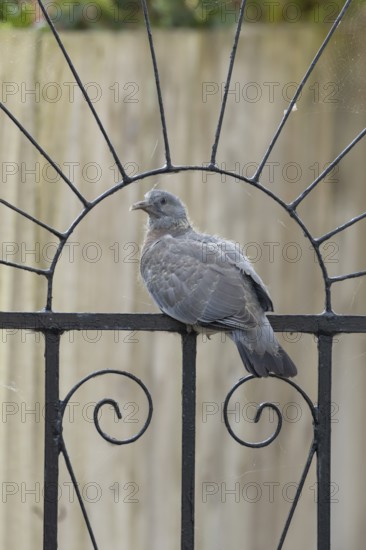 Wood pigeon (Columba palumbus) juvenile baby squab bird sitting on an urban garden metal gate, England, United Kingdom