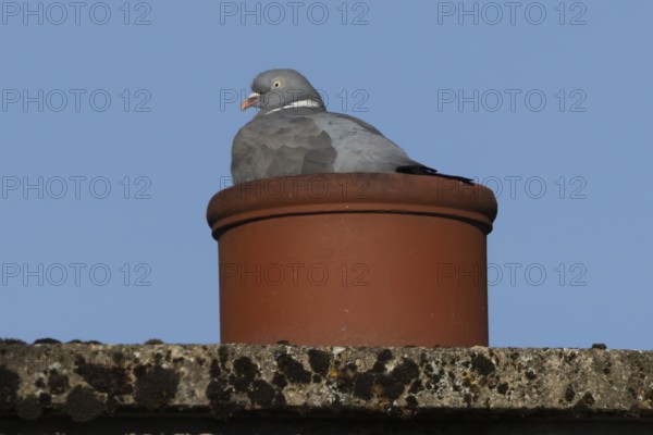Wood pigeon (Columba palumbus) adult bird resting on an urban chimney pot, England, United Kingdom