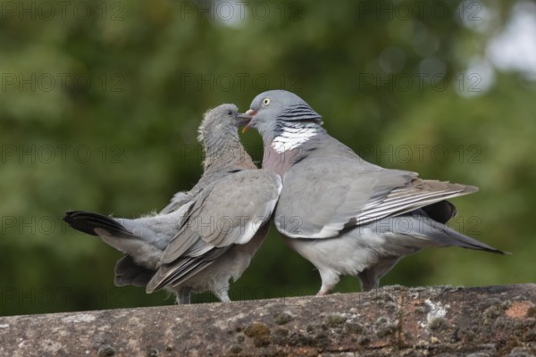 Wood pigeon (Columba palumbus) adult parent bird feeding a juvenile baby squab bird on an urban house roof, England, United Kingdom