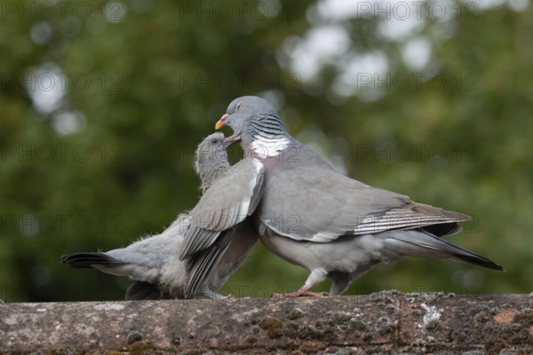 Wood pigeon (Columba palumbus) juvenile baby squab bird begging for food from an adult parent bird on an urban house roof, England, United Kingdom