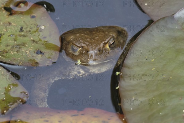 Common toad (Bufo bufo) adult amphibian on the water surface of a garden pond, England, United Kingdom
