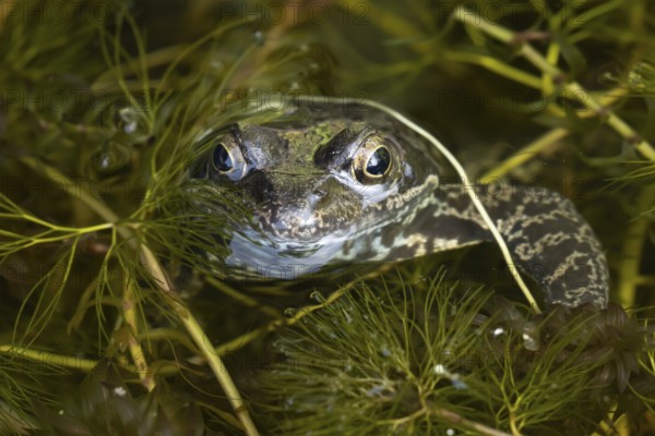 Common frog (Rana temporaria) adult amphibian on the water surface of a garden pond, England, United Kingdom