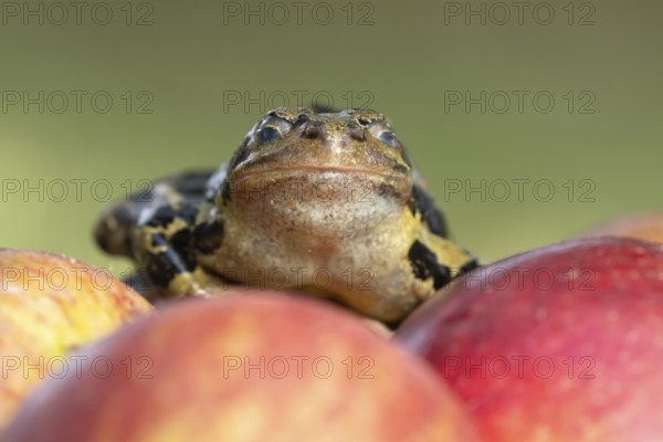 Common frog (Rana temporaria) adult amphibian on a fallen apple in a garden, England, United Kingdom