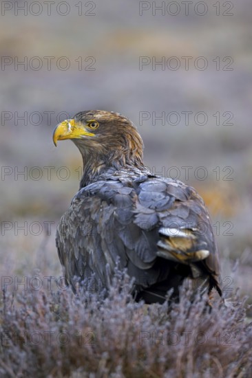 White-tailed eagle, Eurasian sea eagle (Haliaeetus albicilla) adult on the ground in moorland, heathland in winter
